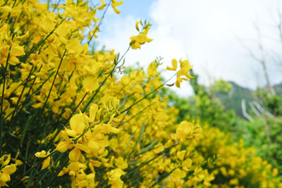 Close-up of yellow flowering plant