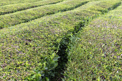 High angle view of corn field