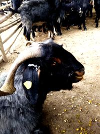 High angle view of cow on field