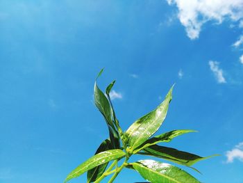 Low angle view of plant against blue sky