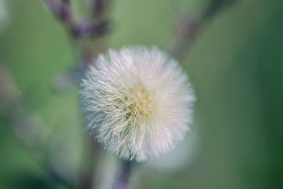 Close-up of dandelion flower