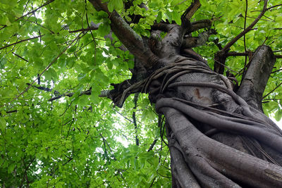 Low angle view of statue against tree