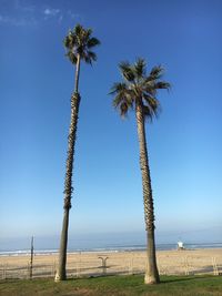 Coconut palm trees on beach against clear blue sky