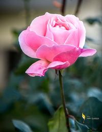 Close-up of pink rose blooming outdoors