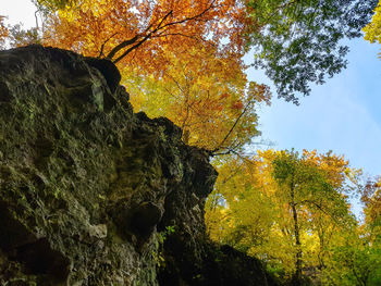 Low angle view of trees against sky during autumn