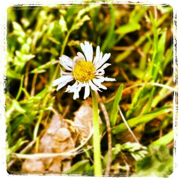 flower, transfer print, freshness, fragility, growth, petal, flower head, beauty in nature, close-up, auto post production filter, plant, focus on foreground, nature, blooming, white color, pollen, daisy, single flower, field, selective focus