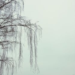Low angle view of bare tree against clear sky