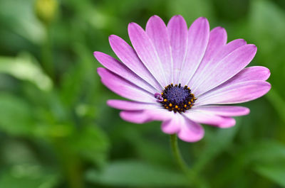 Close-up of purple flower