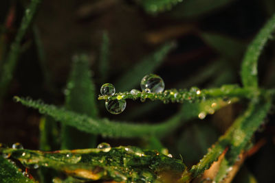 Close-up of water drops on leaves