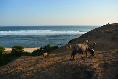 Horses on the beach