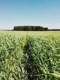 Scenic view of field against clear sky