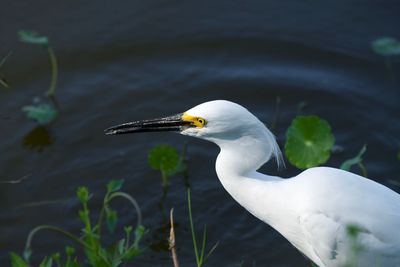 Bird on a lake