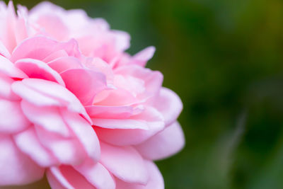 Close-up of pink rose flower