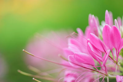 Close-up of pink flowering plant