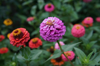 Close-up of pink and red flowering plants
