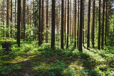 Pine trees growing in forest