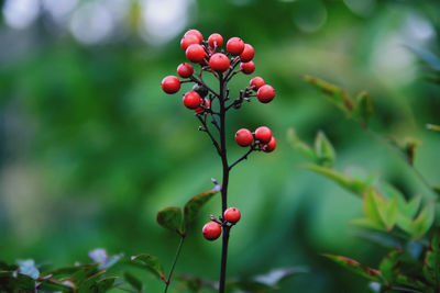 Close-up of red berries growing on tree