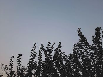 Low angle view of silhouette trees against clear sky