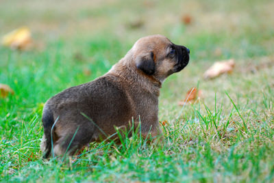 Portrait of a dog on field