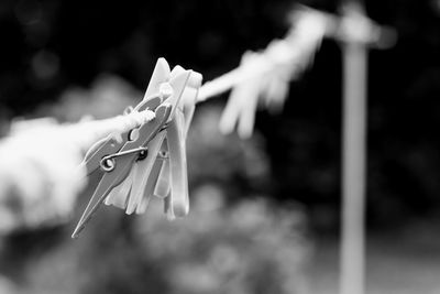 Close-up of clothes drying on clothesline