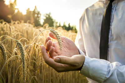 Close-up of hand holding wheat