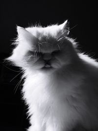 white color