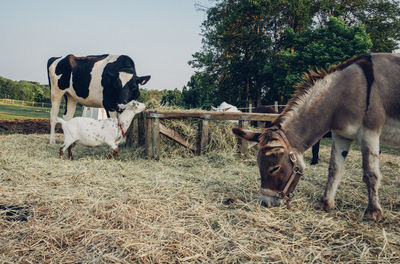 Cows in a field