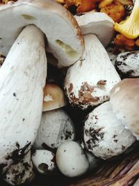 Close-up of mushrooms