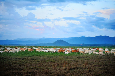 View of sheep on field against sky