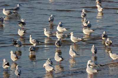 Flock of birds in lake