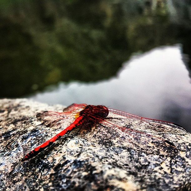 selective focus, close-up, focus on foreground, wood - material, rock - object, one animal, animal themes, insect, textured, nature, outdoors, log, day, rough, no people, surface level, wildlife, animals in the wild, ground, wood