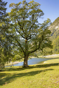Trees on field against sky