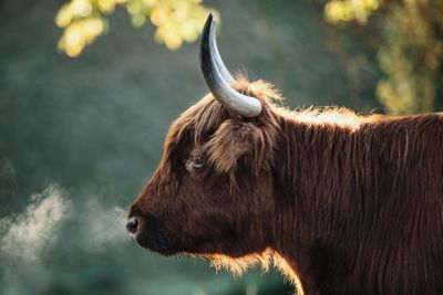 Close-up of a horse