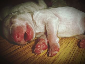 Close-up of a sleeping on wooden floor