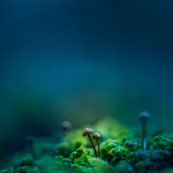 Close-up of a mushroom