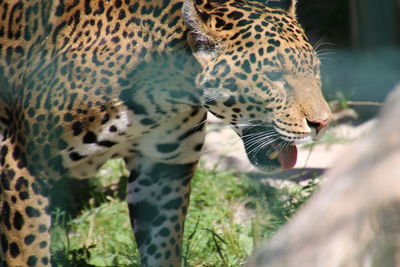 Close-up of tiger