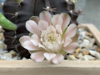 Close-up of succulent plant