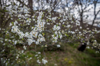 Close-up of white cherry blossoms in spring