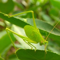 Close-up of insect on leaf