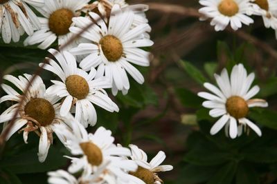 Close-up of white daisy flowers