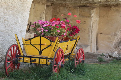 Pink flowering plants against wall