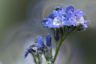 Close-up of purple flowers