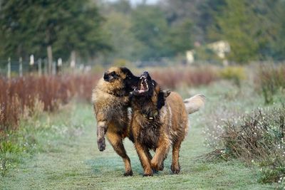 Dogs standing on field