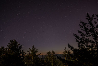 Low angle view of silhouette trees against sky at night