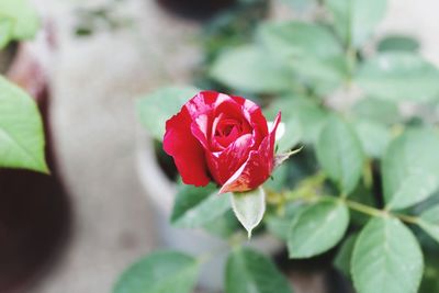 Close-up of rose against blurred background
