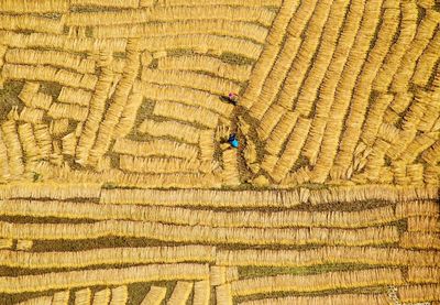 People working on field