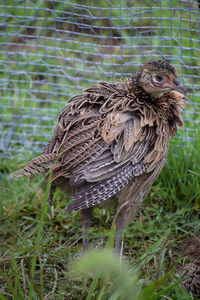 Close-up of a bird perching on a field