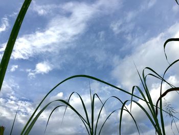 Low angle view of grass against sky