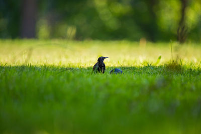 View of a bird on field