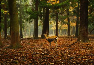 Deer in forest during autumn